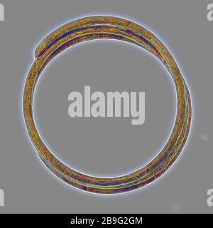 Anneau, cuivre jaune, composé de trois bobinages, bijou anneau vêtements accessoire vêtements sol trouver cuivre métal d 0.3, enroulé anneau en laiton composé de trois fils de cuivre enroulé bout pointu archéologie tunnel de rail de Rotterdam découverte du sol: Tunnel ferroviaire 1988-1993 Banque D'Images