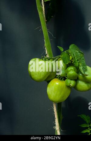 Les tomates vertes qui poussent sur la vigne Banque D'Images