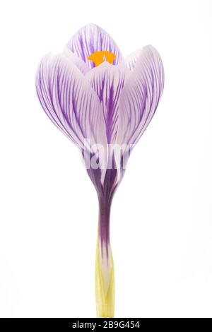 Crocus Pickwick isolé sur fond blanc Banque D'Images