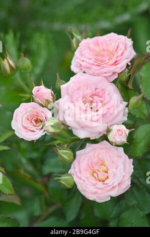 Fleur rose rouge close up.Rosa 'Double Delight' Banque D'Images