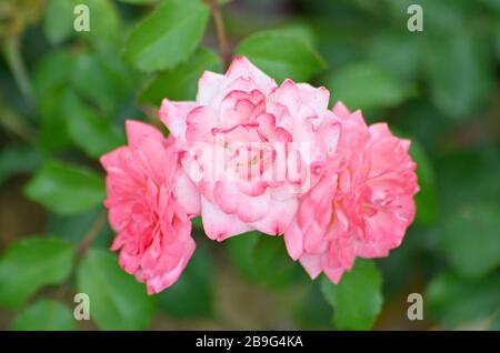 Fleur rose rouge close up.Rosa 'Double Delight' Banque D'Images