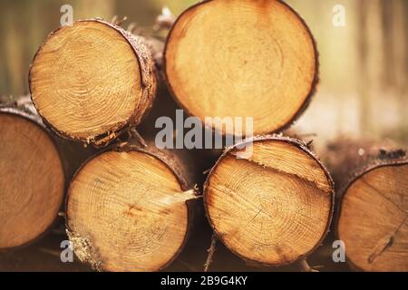 Les troncs coupés de pins mûr se trouvent dans une pile dans les bois, illuminés par la lumière. Banque D'Images