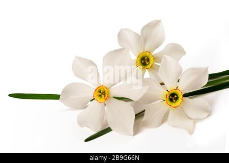 Les jonquilles (Narcissus poeticus blanc) isolé sur fond blanc Banque D'Images
