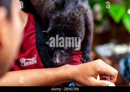 Un homme local manœuvrait une Civet asiatique utilisée dans la production de Luwak Coffee, Ubud, Bali, Indonésie. Banque D'Images