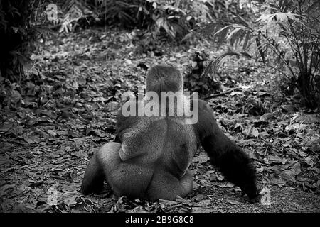 Environnement, portrait d'un gorille occidental (Gorilla gorilla). Photo: Reynold Sumayku Banque D'Images