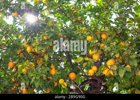 lumière du soleil à travers les branches de l'arbre de citron , accrochant des fruits jaunes Banque D'Images