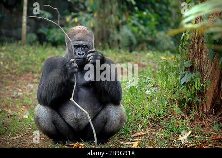 Portrait environnemental d'un gorille occidental (Gorilla gorilla) tenant une branche d'arbre. © Reynold Sumayku Banque D'Images