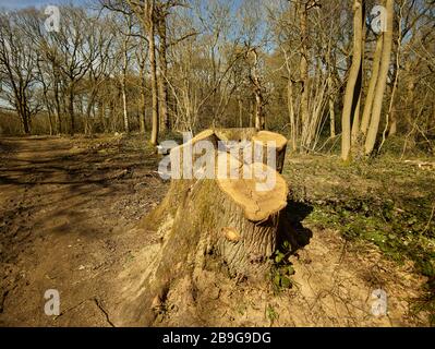 Paysage géré par les forêts avec bosse de bois en premier plan, surrey, Angleterre, Royaume-Uni, Europe Banque D'Images