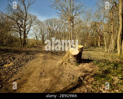 Paysage géré par les forêts avec bosse de bois en premier plan, surrey, Angleterre, Royaume-Uni, Europe Banque D'Images