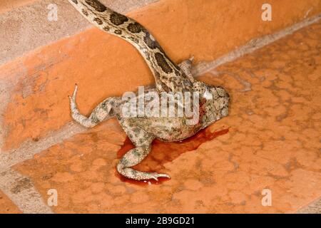 Jararaca-bouche-de-toad, Bothrops neuwiedii, Miranda, Mato Grosso do Sul, Brésil Banque D'Images