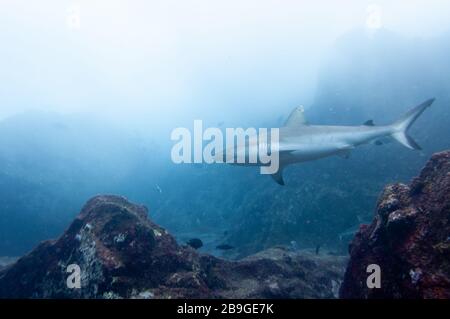 Requin récif gris solo (Carcharhinus amblyrhynchos) nageant sur les rochers de l'île Marianne aux Seychelles Banque D'Images