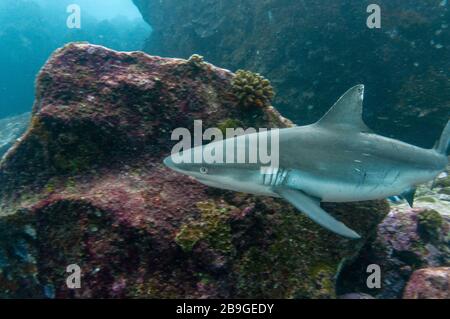 Requin récif gris solo (Carcharhinus amblyrhynchos) nageant sur les rochers de l'île Marianne aux Seychelles Banque D'Images