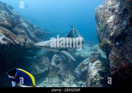 Requin récif gris solo (Carcharhinus amblyrhynchos) nageant sur les rochers de l'île Marianne aux Seychelles Banque D'Images