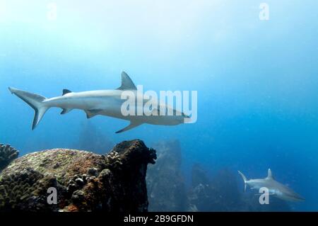 Requin récif gris solo (Carcharhinus amblyrhynchos) nageant sur les rochers de l'île Marianne aux Seychelles Banque D'Images