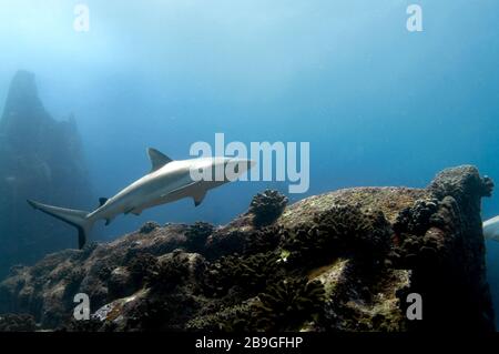 Requin récif gris solo (Carcharhinus amblyrhynchos) nageant sur les rochers de l'île Marianne aux Seychelles Banque D'Images