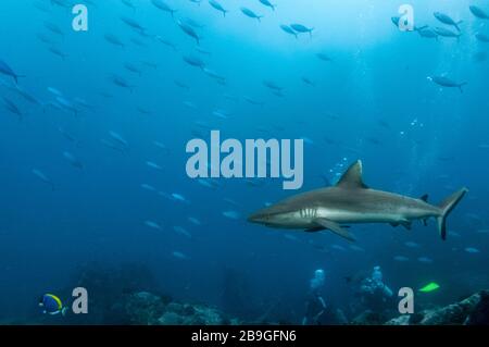 Requin récif gris solo (Carcharhinus amblyrhynchos) nageant sur les rochers de l'île Marianne aux Seychelles Banque D'Images