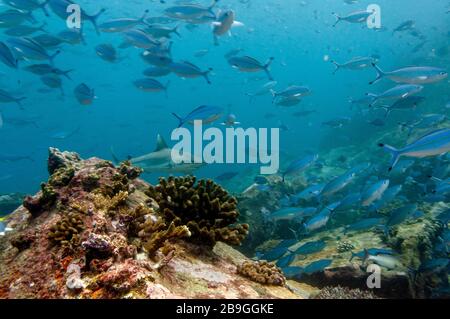 Requin récif gris solo (Carcharhinus amblyrhynchos) nageant sur les rochers de l'île Marianne aux Seychelles Banque D'Images