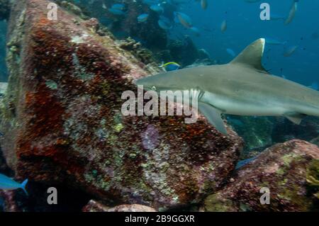 Requin récif gris solo (Carcharhinus amblyrhynchos) nageant sur les rochers de l'île Marianne aux Seychelles Banque D'Images