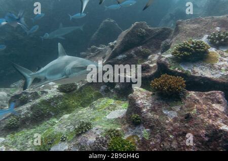 Requin récif gris solo (Carcharhinus amblyrhynchos) nageant sur les rochers de l'île Marianne aux Seychelles Banque D'Images