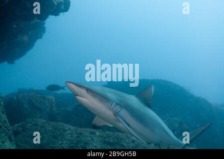 Requin récif gris solo (Carcharhinus amblyrhynchos) nageant sur les rochers de l'île Marianne aux Seychelles Banque D'Images