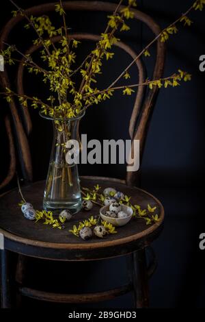 Pâques encore la vie avec des branches florissante de Forsythia et des œufs de caille sur une chaise ancienne. Humeur sombre Banque D'Images