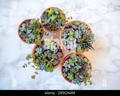 Petits arrangements colorés succulents dans des pots en terre cuite sur un fond de marbre blanc Banque D'Images