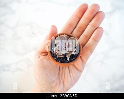 Main caucasienne tenant un petit pot en terre cuite avec un echeveria Perle Von Nurnberg contre un fond en marbre blanc Banque D'Images