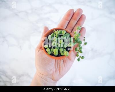 Main caucasienne tenant un petit pot en terre cuite avec un senecio rowleyanus, communément appelé une corde de perles, contre un fond de marbre blanc Banque D'Images