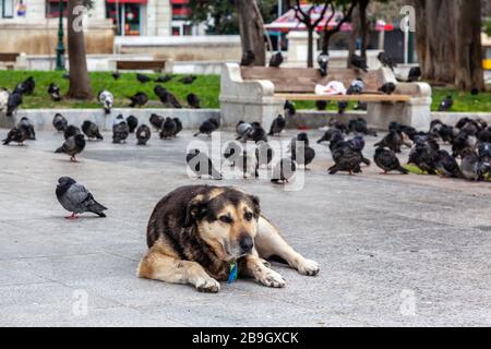Athènes, Grèce, chien solitaire et des dizaines de pigeons de ville sur la place Syntagma pendant le verrouillage officiel en Grèce en raison de l'épidémie de coronavirus en mars 2020. Banque D'Images