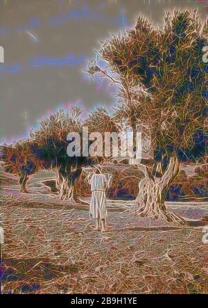 Vallées de Josaphat et de Hinnom oliveraie dans la vallée de Josaphat. 1900, Jérusalem, Israël Banque D'Images