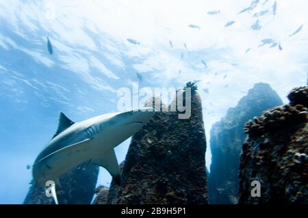 Requin récif gris solo (Carcharhinus amblyrhynchos) nageant sur les rochers de l'île Marianne aux Seychelles Banque D'Images