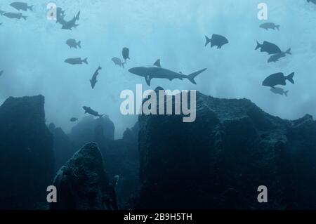 Requin récif gris solo (Carcharhinus amblyrhynchos) nageant sur les rochers de l'île Marianne aux Seychelles Banque D'Images