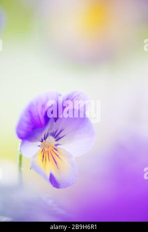 Raindrops sur des fleurs violettes (Viola sp.). Mise au point sélective et faible profondeur de champ. Banque D'Images