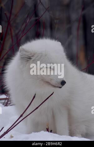 Renard arctique à l'Aquarium de Québec, Québec, Canada Banque D'Images