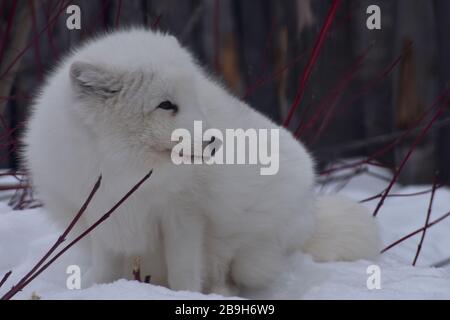 Renard arctique à l'Aquarium de Québec, Québec, Canada Banque D'Images