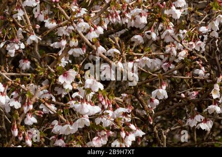 Un Prunus Kojo No Mai (Fuji Cherry) en pleine floraison au printemps, Banque D'Images