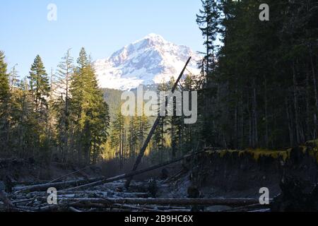 Mt Hood vu depuis la rivière Sandy sur le sentier de Ramona Falls, Oregon, États-Unis Banque D'Images