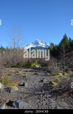 Mount Hood vu depuis le sentier de Ramona Falls, près de la rivière Sandy, Oregon, États-Unis. Banque D'Images