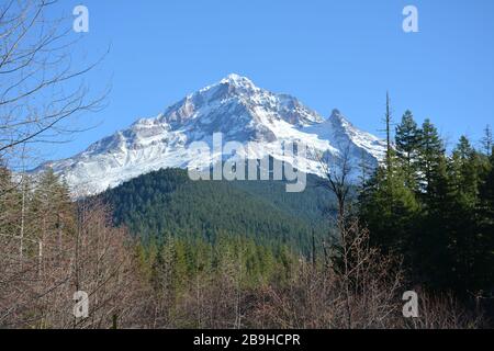 Mount Hood vu depuis le sentier de Ramona Falls, près de la rivière Sandy, Oregon, États-Unis. Banque D'Images