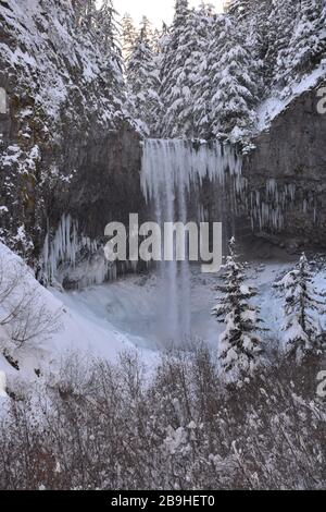 Les chutes Tamawanas, où le ruisseau Cold Spring coule sur une falaise de lave de 110 pi sur la pente inférieure est du mont Hood, sont partiellement gelées en hiver. Banque D'Images