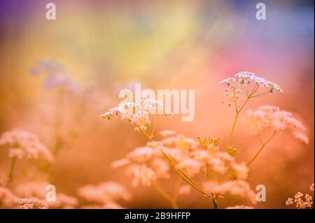 Persil vache (Anthriscus sylvestris), fleurs des prés. Banque D'Images