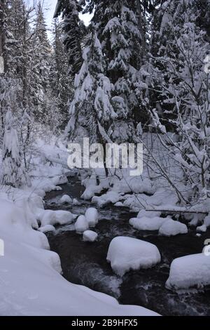 Cold Spring Creek vu lors d'une randonnée hivernale jusqu'aux chutes de Tamawanas, près de Mount Hood, Oregon, États-Unis. Banque D'Images