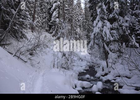 Cold Spring Creek vu lors d'une randonnée hivernale jusqu'aux chutes de Tamawanas, près de Mount Hood, Oregon, États-Unis. Banque D'Images