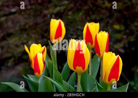 Stresa Tulips en pleine floraison à Édimbourg, en Écosse, au Royaume-Uni. 24 mars 2020. Photo : ampoules achetées à Keukenhof, Hollande, Pays-Bas en 2019. L'événement Keukenhof est annulé en raison de Coronavirus. Chaque année, du 21 mars au 10 mai, il y a normalement de nombreuses attractions, événements et activités autour de la floraison des fleurs printanières comme les tulipes, les jonquilles et les hyacinthes en Hollande. Cette année, le spectacle de fleurs ne se produira pas. Le 14 mars, un règlement d'urgence du gouvernement néerlandais a été mis en vigueur, dans le but de limiter la propagation du coronavirus. Banque D'Images