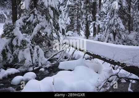 Randonnée d'hiver jusqu'aux chutes de Tamawanas, sur le côté est de Mount Hood, Oregon. On accède à la tête de la route À partir DE L'OR-35 au sud de Parkdale. Banque D'Images