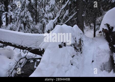 Randonnée d'hiver jusqu'aux chutes de Tamawanas, sur le côté est de Mount Hood, Oregon. On accède à la tête de la route À partir DE L'OR-35 au sud de Parkdale. Banque D'Images