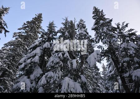 Randonnée d'hiver jusqu'aux chutes de Tamawanas, sur le côté est de Mount Hood, Oregon. On accède à la tête de la route À partir DE L'OR-35 au sud de Parkdale. Banque D'Images