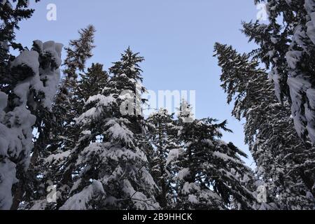 Randonnée d'hiver jusqu'aux chutes de Tamawanas, sur le côté est de Mount Hood, Oregon. On accède à la tête de la route À partir DE L'OR-35 au sud de Parkdale. Banque D'Images