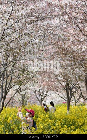 Zhengzhou, province chinoise de Henan. 24 mars 2020. Les touristes voient les cerisiers en fleurs dans un jardin de cerisiers à Xingyang, dans la province de Henan en Chine centrale, le 24 mars 2020. Crédit: Hao Yuan/Xinhua/Alay Live News Banque D'Images