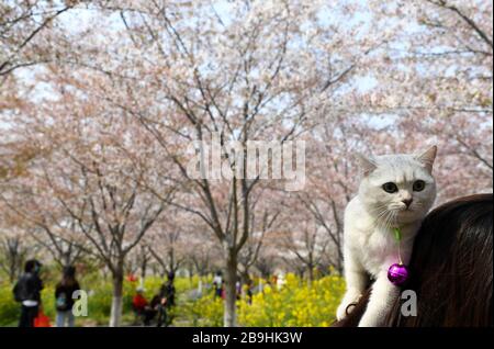 Zhengzhou, province chinoise de Henan. 24 mars 2020. Les touristes voient les cerisiers en fleurs dans un jardin de cerisiers à Xingyang, dans la province de Henan en Chine centrale, le 24 mars 2020. Crédit: Hao Yuan/Xinhua/Alay Live News Banque D'Images